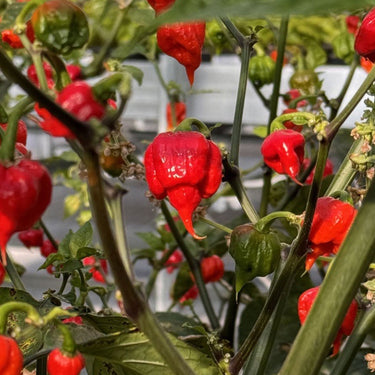 Carolina Reaper Pepper Seeds | HP22B - The Pepper Pantry (Formerly Marie Sharp's)